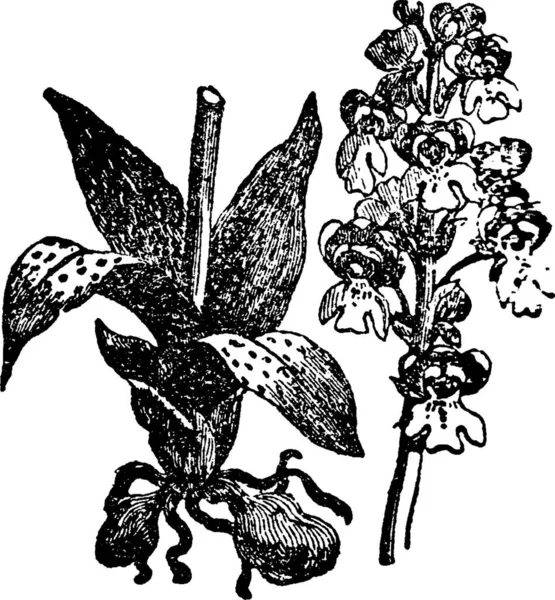 Orkideler Siyah Beyaz Vintage Vektör Çizimi — Stok Vektör