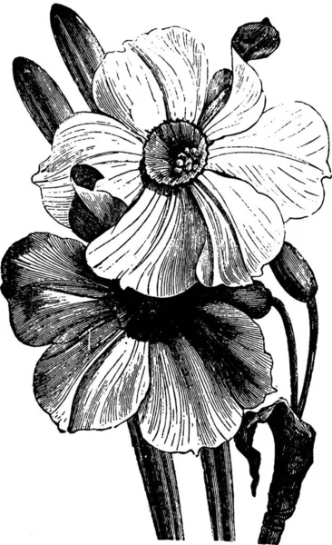 Narcissus Černá Bílá Vinobraní Vektorové Ilustrace — Stockový vektor