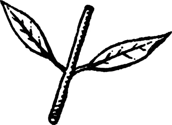 Stengel Met Bladeren Gegraveerde Eenvoudige Vector Illustratie — Stockvector