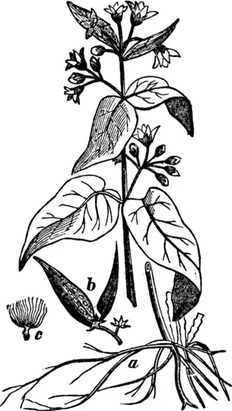 Vincetoxicum黒と白のヴィンテージベクトルイラスト — ストックベクタ