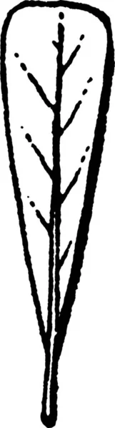 Черно Белая Винтажная Векторная Иллюстрация — стоковый вектор