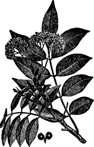 Illustration Vectorielle Vintage Quassia Noir Blanc — Image vectorielle