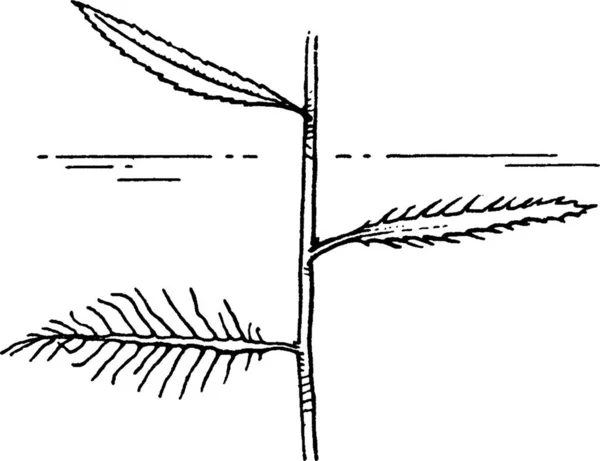 Proserpinaca Engraved Simple Vector Illustration — Stock Vector