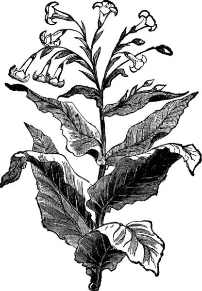 Illustration Vectorielle Vintage Tabac Noir Blanc — Image vectorielle