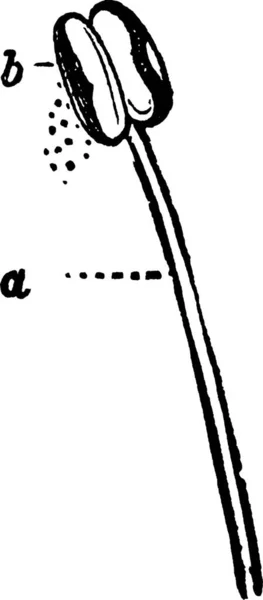 Stamen Schwarz Weiß Vektor Illustration — Stockvektor