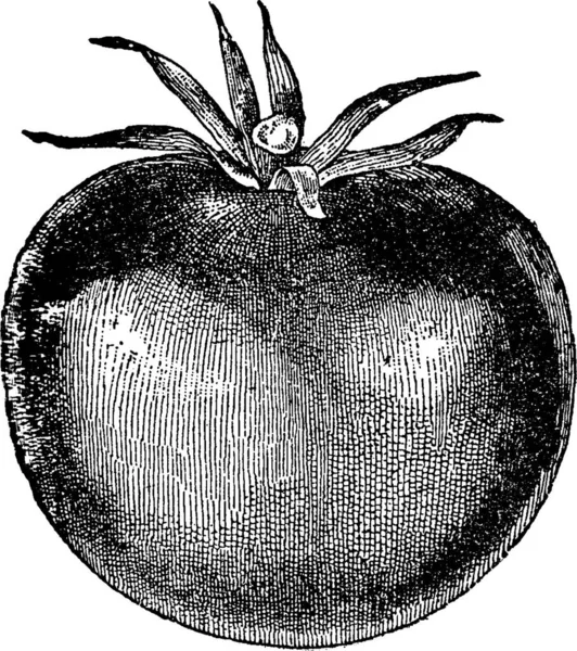 Tomate Gravée Illustration Vectorielle Simple — Image vectorielle