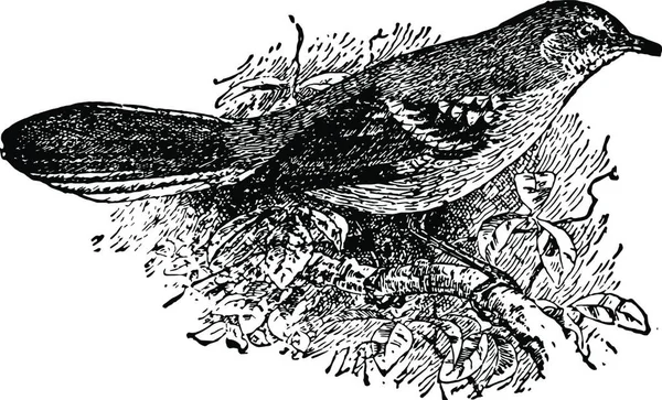 Mockingbird Black White Vintage Vector Illustration — Stock Vector
