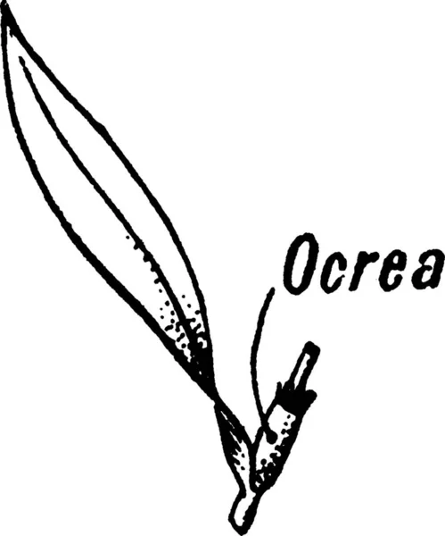 Ocrea黑白复古矢量图解 — 图库矢量图片