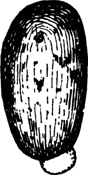 Ricinus Black White Vintage Vector Illustration — Stock Vector