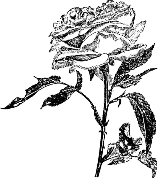 Rose Ilustración Vectorial Simple Grabada — Archivo Imágenes Vectoriales