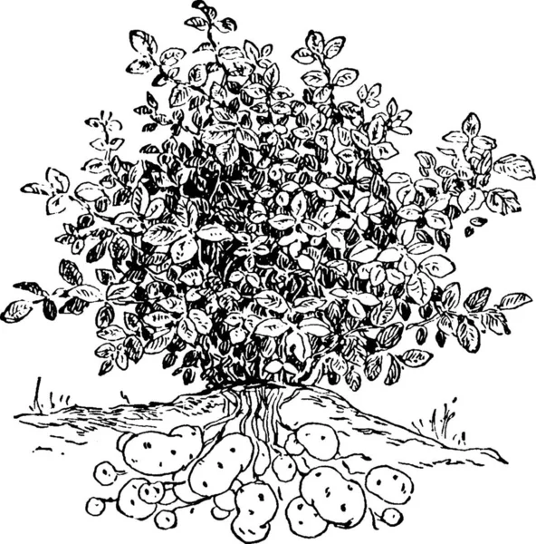 Illustration Vectorielle Vintage Noir Blanc Pomme Terre — Image vectorielle