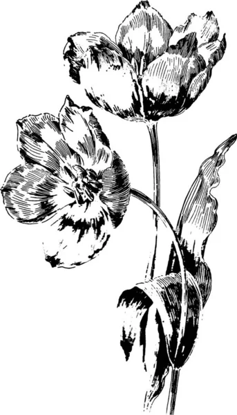 Tulpen Schwarz Weiß Vektor Illustration — Stockvektor