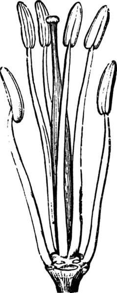 Moutarde Illustration Vectorielle Simple Gravée — Image vectorielle
