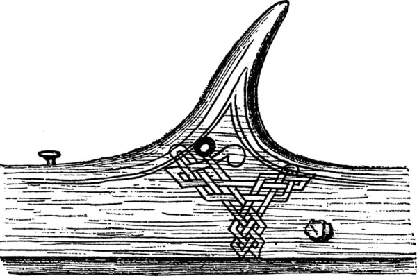 Rowlock Старовинні Векторні Ілюстрації — стоковий вектор