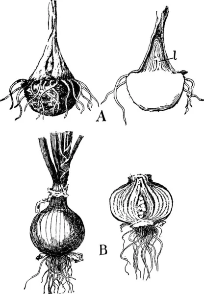 Onion Vintage Vector Illustration — Image vectorielle