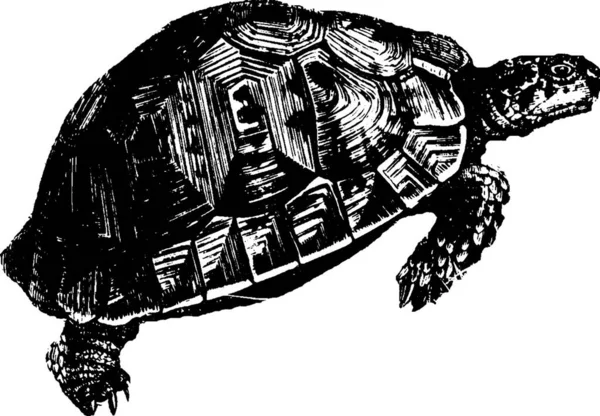 Tortoise Vintage Vector Illustration — Stock Vector