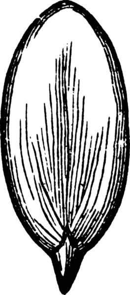 Винтажный Векторный Рисунок Сквоша — стоковый вектор