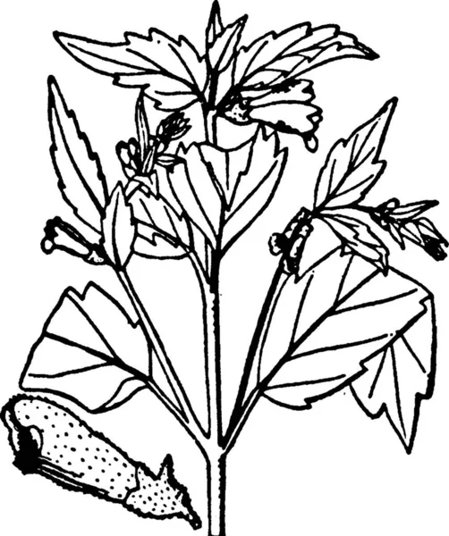 Ilustrasi Vektor Vektor Scutellaria - Stok Vektor