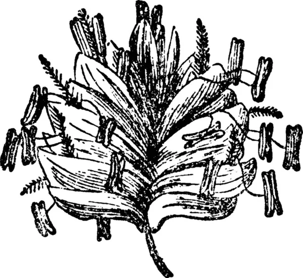 Poaceae Vintage Vector Illustration — 스톡 벡터