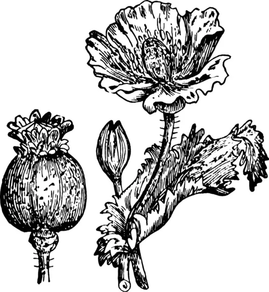 Opium Black White Vintage Vector Illustration — 스톡 벡터