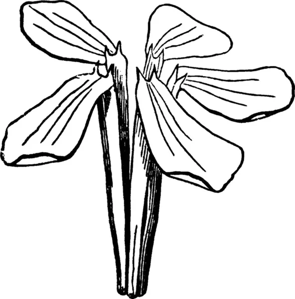 Illustration Vectorielle Vintage Yucca Glauque — Image vectorielle