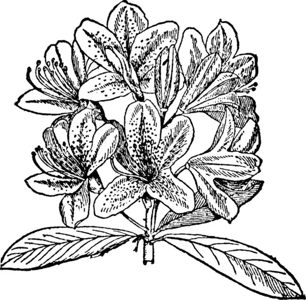 Rhododendeon Vintage Vector Illustratie — Stockvector