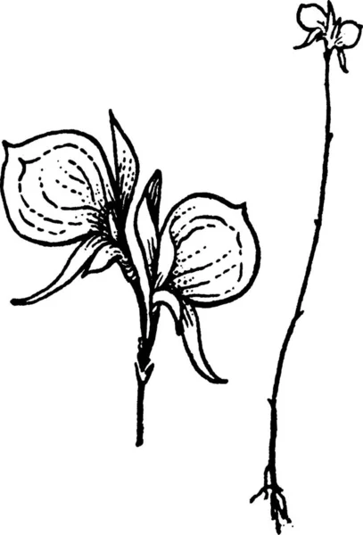 Utricularia Vintage Vector Illustration — 스톡 벡터