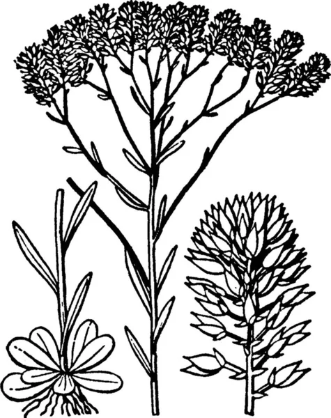 Ilustración Vectorial Polygala Blanco Negro — Archivo Imágenes Vectoriales