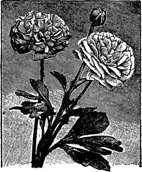Ranunculus Vintage Vector Illustration — Stockvector