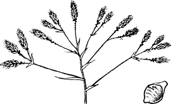 Черно Белая Векторная Иллюстрация Psilocarya — стоковый вектор