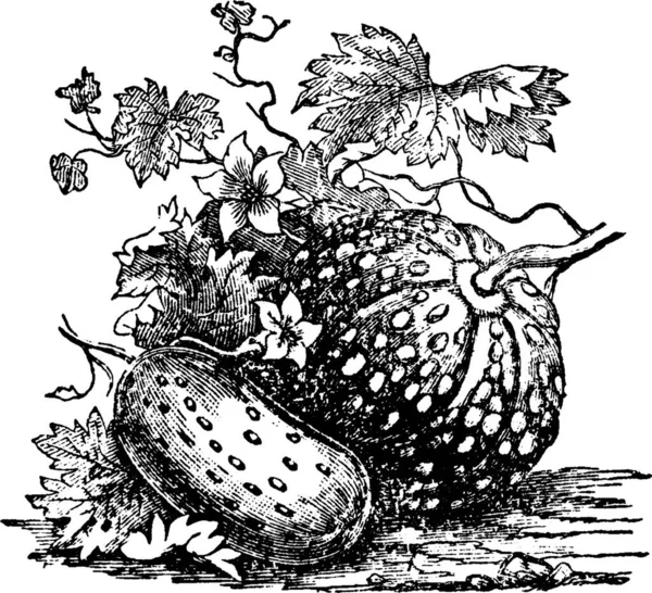 Illustrazione Vettoriale Vintage Bianco Nero Meloni — Vettoriale Stock