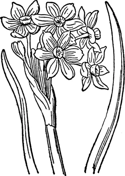 Narcissus Siyah Beyaz Vintage Vektör Çizimi — Stok Vektör