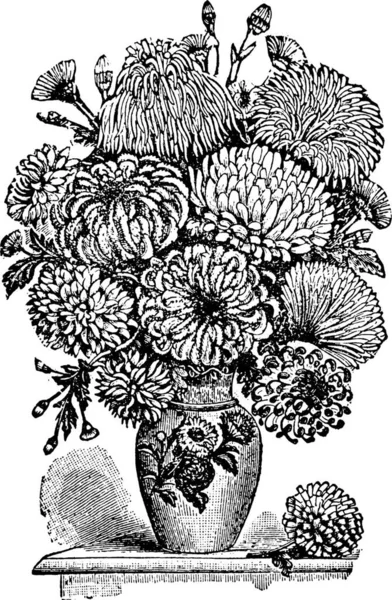 Crisantemi Inciso Semplice Illustrazione Vettoriale — Vettoriale Stock