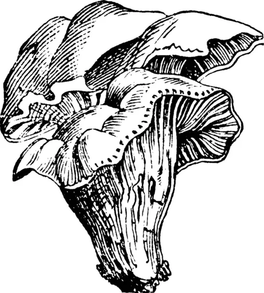 Mushrooms Engraved Simple Vector Illustration — Stock Vector