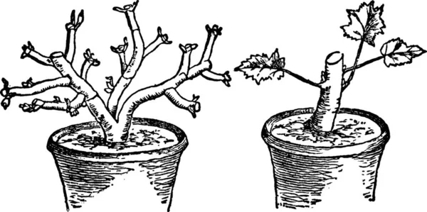 Pelargoniums Gravada Ilustração Vetorial Simples — Vetor de Stock