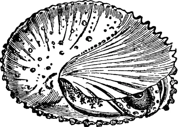 Mollusca Fekete Fehér Vintage Vektor Illusztráció — Stock Vector
