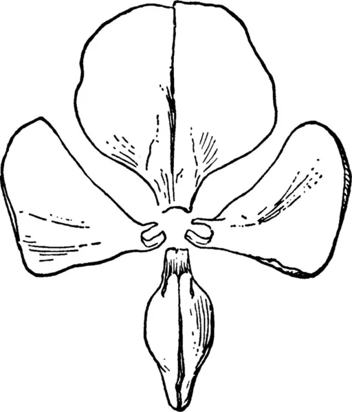 Illustration Vectorielle Simple Gravée Zygomorphe — Image vectorielle