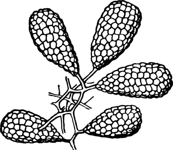 Орхидея Гравированная Простая Векторная Иллюстрация — стоковый вектор