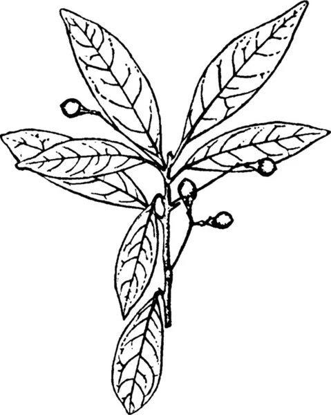 Ilustración Vectorial Persea Blanco Negro — Archivo Imágenes Vectoriales