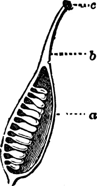 双鱼座 雕刻的简单矢量图解 — 图库矢量图片