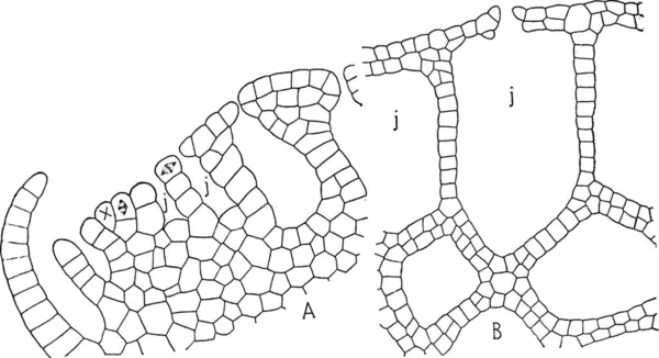 Ricciocarpus Гравированная Простая Векторная Иллюстрация — стоковый вектор
