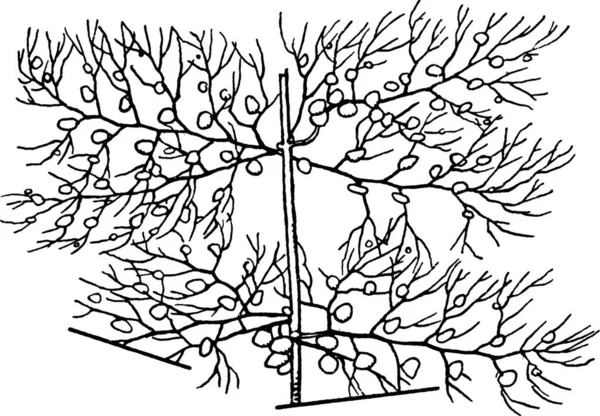 Utricularia Гравированная Простая Векторная Иллюстрация — стоковый вектор