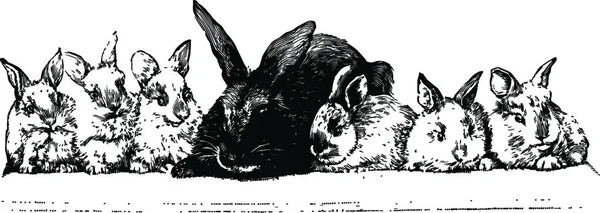 Tavşanlar Siyah Beyaz Vintage Vektör Çizimi — Stok Vektör