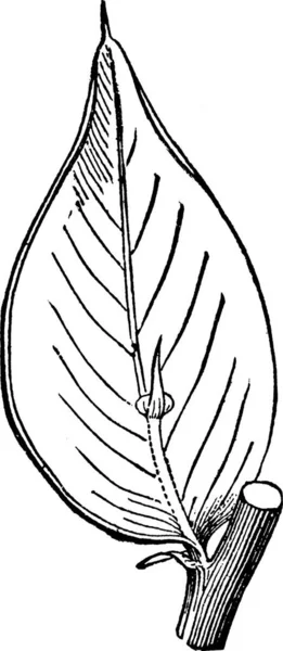 Ruscus Illustration Vectorielle Simple Gravée — Image vectorielle