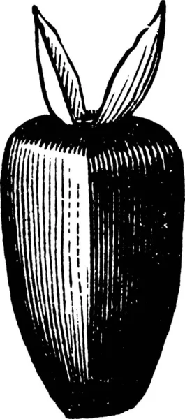 Illustrazione Vettoriale Vintage Bianco Nero Girasole — Vettoriale Stock