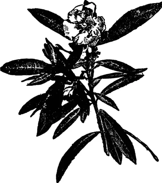 Oleander Ilustración Vector Vintage Blanco Negro — Archivo Imágenes Vectoriales