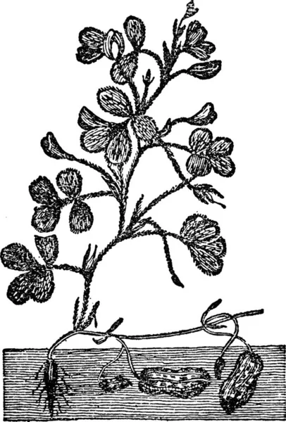 Arbusto Amendoim Gravada Ilustração Vetorial Simples —  Vetores de Stock