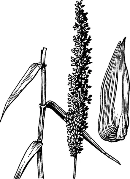 Sacciolepis Illustration Vectorielle Simple Gravée — Image vectorielle