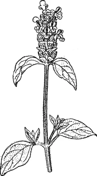 Illustration Vectorielle Vintage Prunella Noir Blanc — Image vectorielle