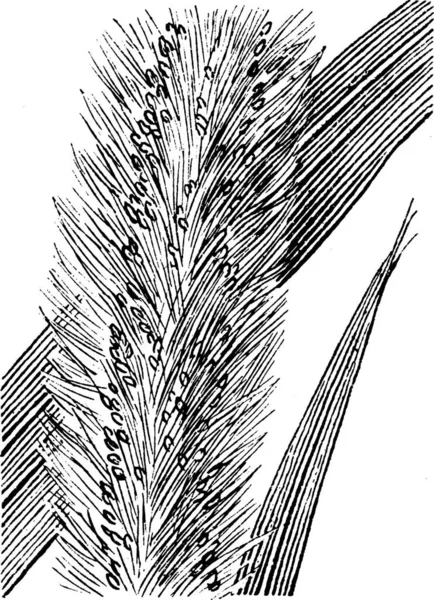 Setaria Illustration Vectorielle Simple Gravée — Image vectorielle